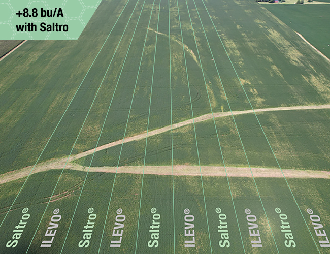Drone photo of soybean rows under Red Crown Rot pressure comparing Saltro seed treatment with ILEVO seed treatment, showing Saltro delivered an 8.8 bu/A yield increase over ILEVO.